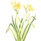 Daylily Wall Stencil | 1823 by Designer Stencils | Floral Stencils | Reusable Art Craft Stencils for Painting on Walls, Canvas, Wood | Reusable Plastic Paint Stencil for Home Makeover | Easy to Use & Clean Art Stencil
